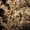 Star Cluster