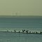 Bogue Sound Sandbar