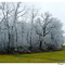 Ice Trees