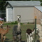 llama's in South Jersey