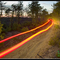NJ PIne Barrens ©08 Mike Medici