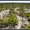 Pygmy Pines NJ Pine Barrens ©08 Mike Medici