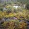 Webbs Mill, Bog,