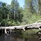 Oswego River Downed Tree