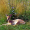 Deer Fawn at Space Farms
