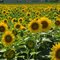 GALAXY"""""""""""""of SUNFLOWERS!!!!!!!!!!!!!!!!!!!!!!!!!!!!!!!!!!!!!!!!!!!!!!!