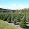 Getting Trees ready for Christmas