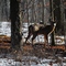 Buck at Rifle Camp Park