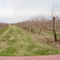 apple trees trimming