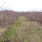 apple orchard