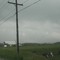 Cows in the rain