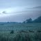 Cows in field just before dawn.