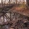 Brook in November