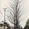 Tree at Top Hill Bungalows