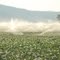 Potato field in Poe Valley