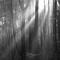 Foggy Seymour Woods