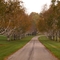 Tree-lined Drive