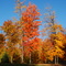 fall in aurora