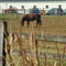 horse farm