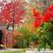 DSC09520  Fall in Oak Park '08 - S view