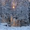 FIL11873 Icy Forest -  W view