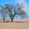 Tree...