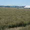 Willamette valley grass seed field pollinating