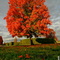 Fall Study