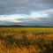 Evening sun on grain fields, Willamette Valley, Oregon (looking East)