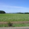 Clover Field - Albany Oregon