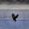The Eagle