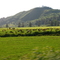 Tillamook