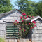 Roses & Old Gray House