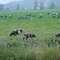 Tillamook