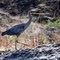 Blue Heron On The River Rogue