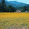 Mellow Yellow