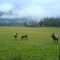 Elk in Oregon