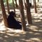 Bear @ Wildlife Images