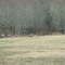 Elk near Mist Oregon