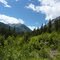 Forest and Mountains