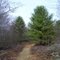 fire tower rd trail