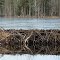 Adam's Creek beaver dam