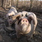 Gloucestershire Old Pigs