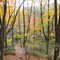 Autumn Forest near the Allegheny Reservoir