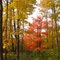 A Crisp Autumn Orange