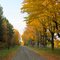 Yellow Leaves of the Sugar Maple