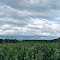 Corn in the Gentle Wind
