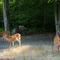 Deers, Eagle Lake PA (17-AUG-07)