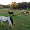 Horses