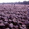 Boulder Field, Hickory Run State Park, Pennsylvania Anomaly From Glaciers Past